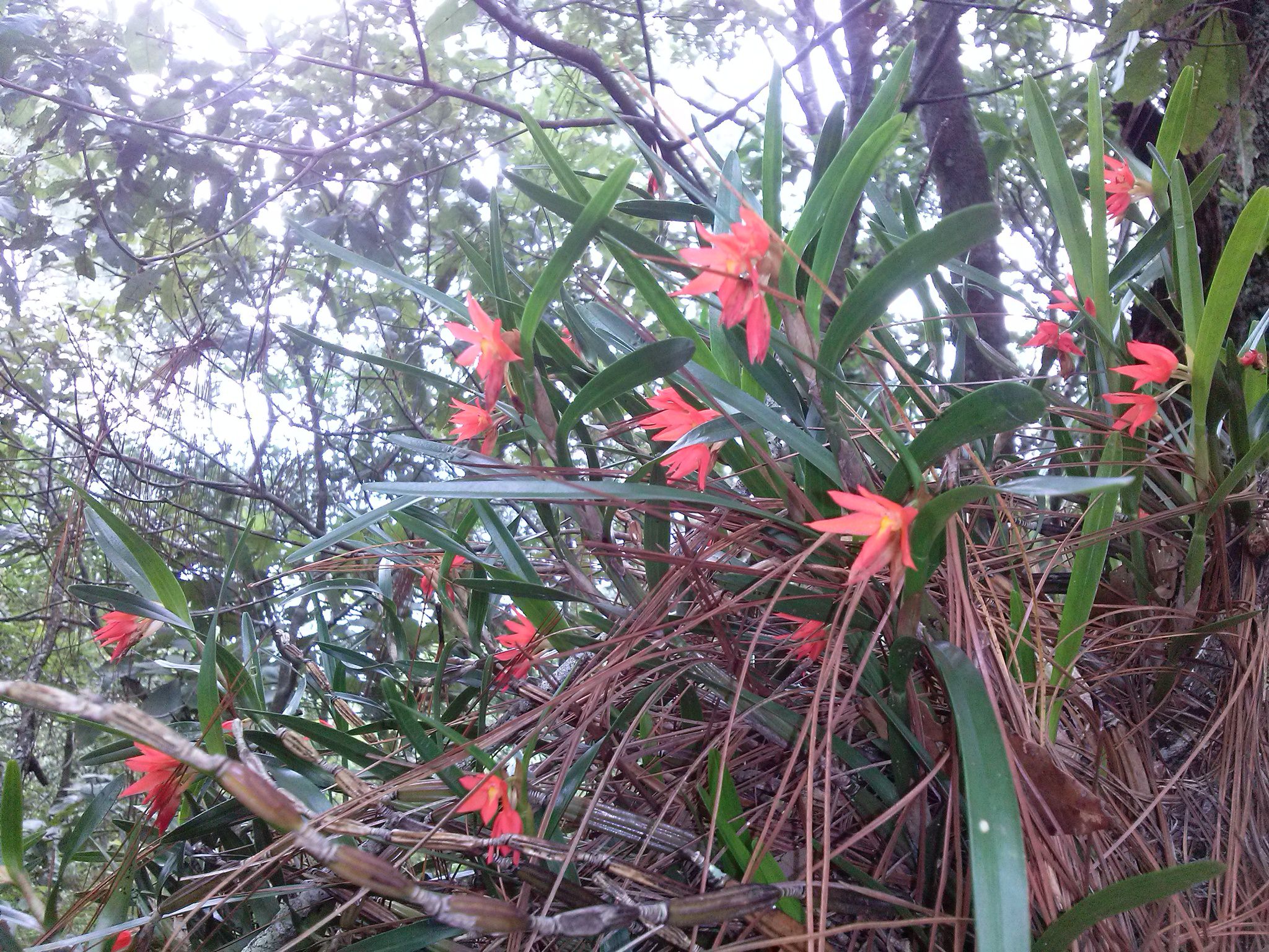 Hexisea imbricata